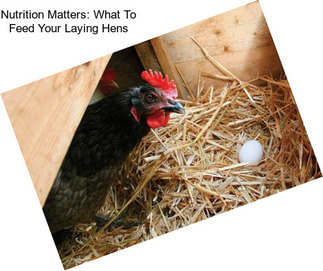 Nutrition Matters: What To Feed Your Laying Hens