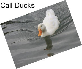 Call Ducks