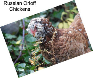 Russian Orloff Chickens