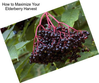 How to Maximize Your Elderberry Harvest