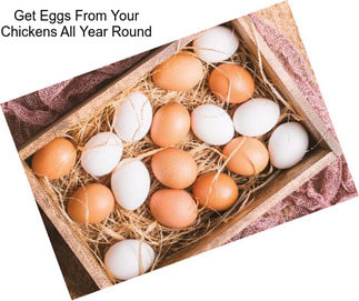 Get Eggs From Your Chickens All Year Round
