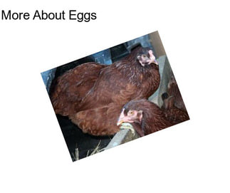 More About Eggs