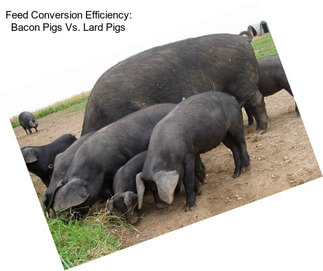 Feed Conversion Efficiency: Bacon Pigs Vs. Lard Pigs