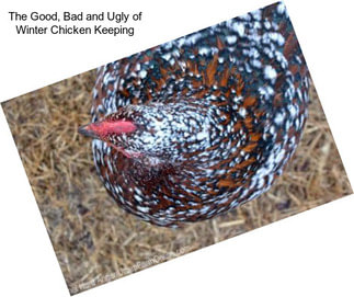 The Good, Bad and Ugly of Winter Chicken Keeping