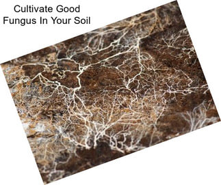 Cultivate Good Fungus In Your Soil