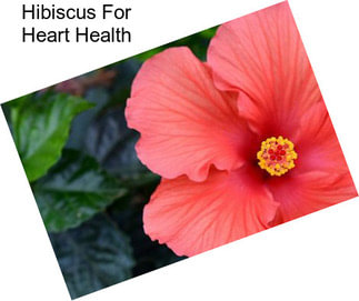 Hibiscus For Heart Health