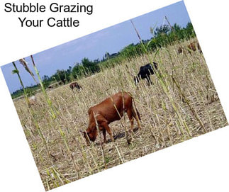 Stubble Grazing Your Cattle