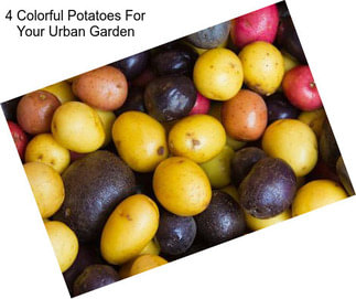4 Colorful Potatoes For Your Urban Garden