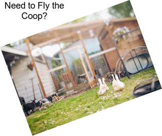 Need to Fly the Coop?