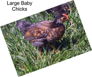Large Baby Chicks