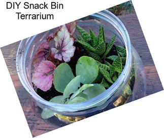 DIY Snack Bin Terrarium