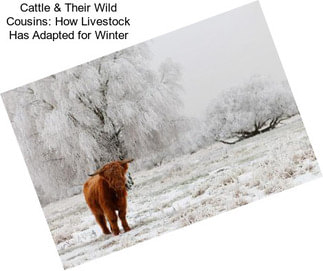 Cattle & Their Wild Cousins: How Livestock Has Adapted for Winter