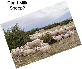 Can I Milk Sheep?