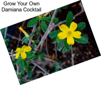 Grow Your Own Damiana Cocktail