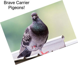 Brave Carrier Pigeons!