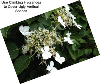 Use Climbing Hydrangea to Cover Ugly Vertical Spaces