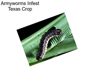 Armyworms Infest Texas Crop