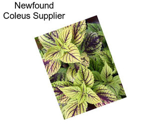 Newfound Coleus Supplier