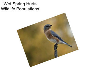 Wet Spring Hurts Wildlife Populations