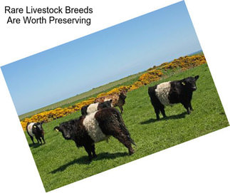 Rare Livestock Breeds Are Worth Preserving