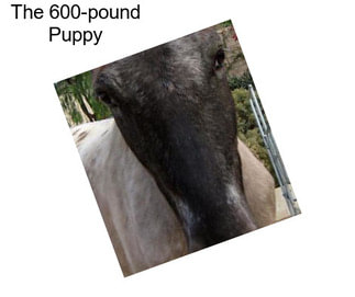 The 600-pound Puppy