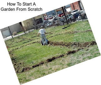 How To Start A Garden From Scratch