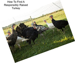 How To Find A Responsibly Raised Turkey