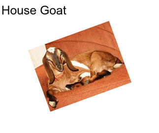 House Goat
