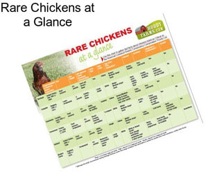 Rare Chickens at a Glance