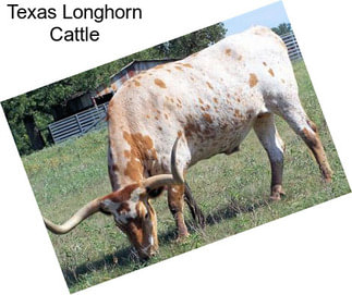 Texas Longhorn Cattle