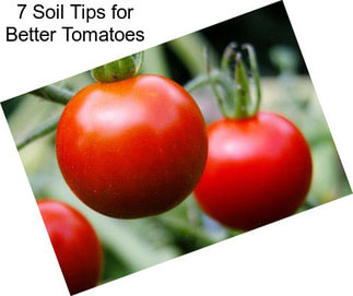 7 Soil Tips for Better Tomatoes