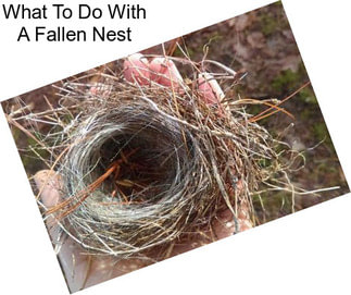 What To Do With A Fallen Nest