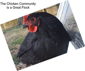 The Chicken Community is a Great Flock