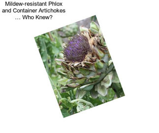 Mildew-resistant Phlox and Container Artichokes … Who Knew?