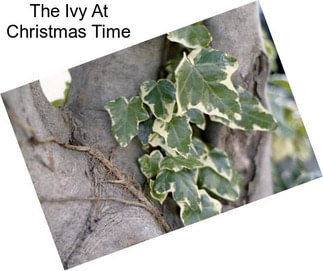 The Ivy At Christmas Time
