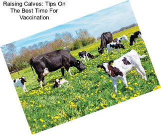 Raising Calves: Tips On The Best Time For Vaccination