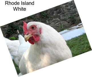 Rhode Island White