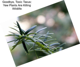 Goodbye, Toxic Taxus: Yew Plants Are Killing Wildlife