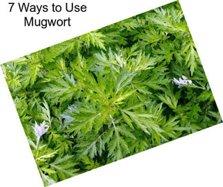 7 Ways to Use Mugwort