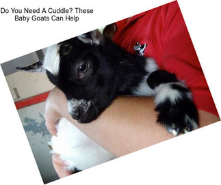 Do You Need A Cuddle? These Baby Goats Can Help