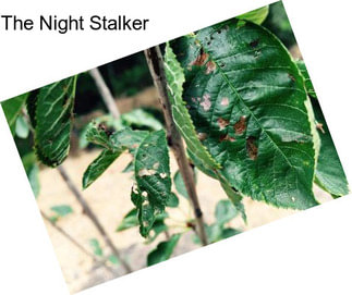 The Night Stalker