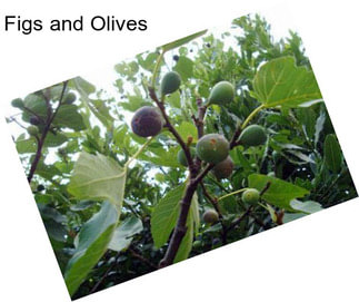Figs and Olives