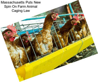 Massachusetts Puts New Spin On Farm Animal Caging Law