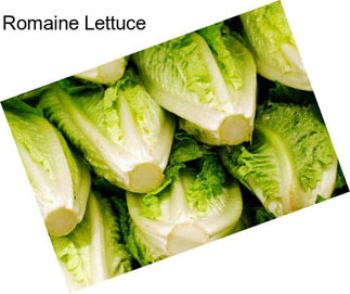 Romaine Lettuce