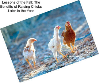 Lessons of the Fall: The Benefits of Raising Chicks Later in the Year