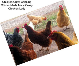 Chicken Chat: Chirping Chicks Made Me a Crazy Chicken Lady