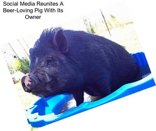 Social Media Reunites A Beer-Loving Pig With Its Owner
