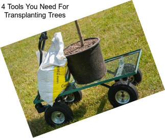 4 Tools You Need For Transplanting Trees