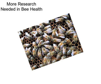 More Research Needed in Bee Health