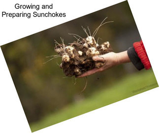 Growing and Preparing Sunchokes